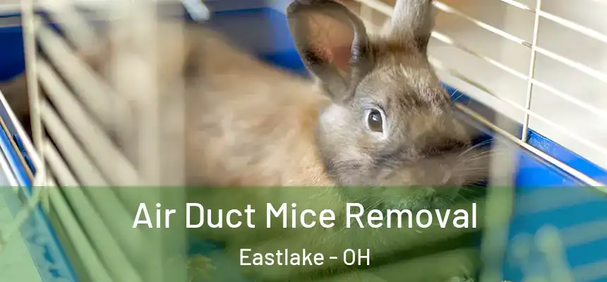 Air Duct Mice Removal Eastlake - OH
