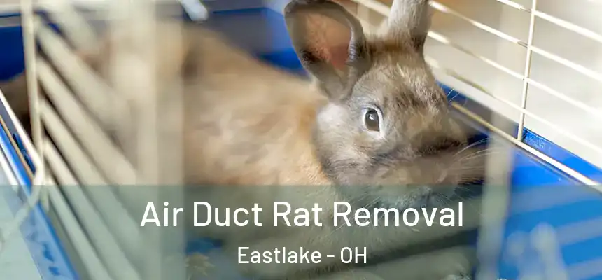  Air Duct Rat Removal Eastlake - OH